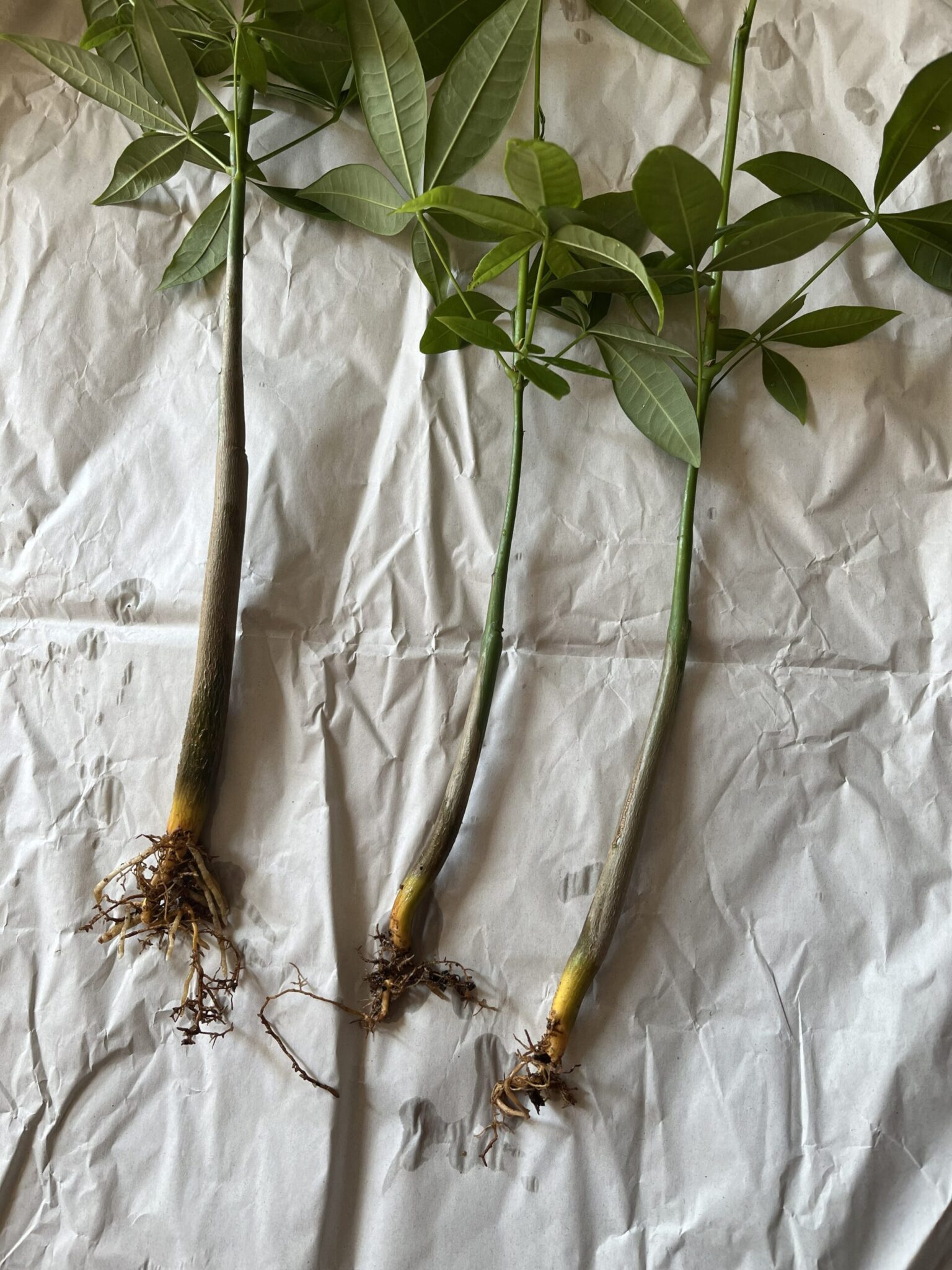 【画像あり】パキラの実生と挿し木の見分け方|3つの特徴で一目で判別