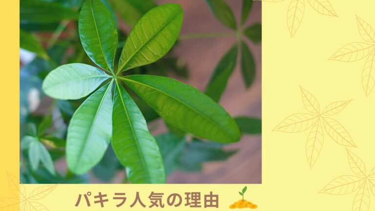【画像あり】パキラの実生と挿し木の見分け方|3つの特徴で一目で判別