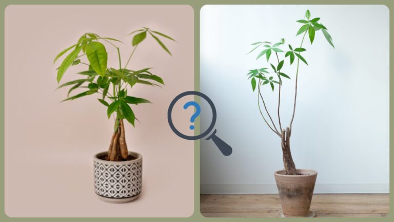 【画像あり】パキラの実生と挿し木の見分け方|3つの特徴で一目で判別