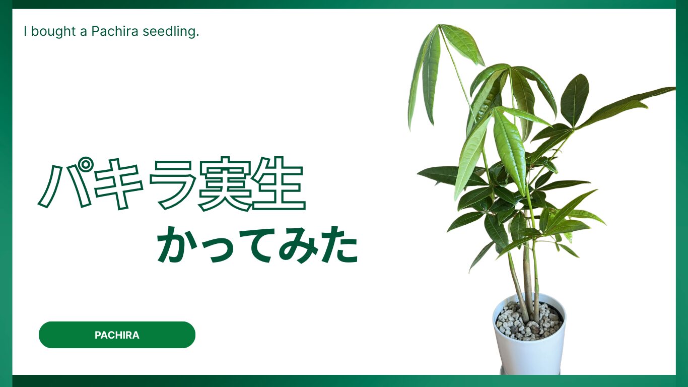 【画像あり】パキラの実生と挿し木の見分け方|3つの特徴で一目で判別